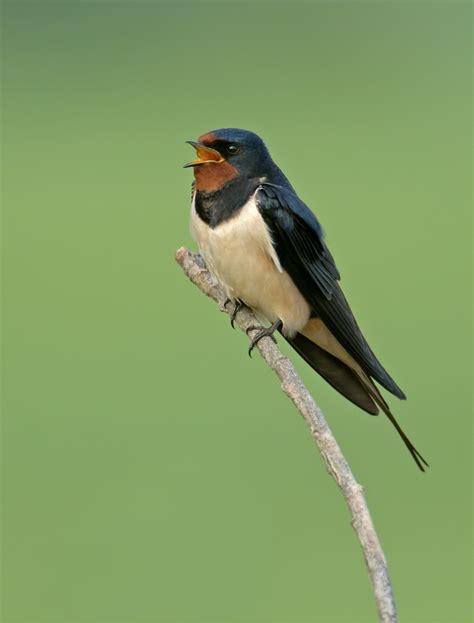 Swallow